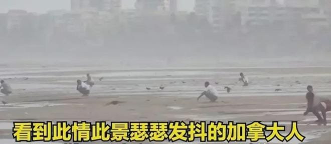 味太冲！大量印度人在加拿大海滩拉大便，印度人：这是我们的文化