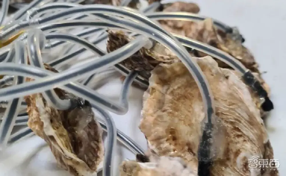 CES十大最酷黑科技：机器人、家电整活脑洞大开，有亿点点抽象 