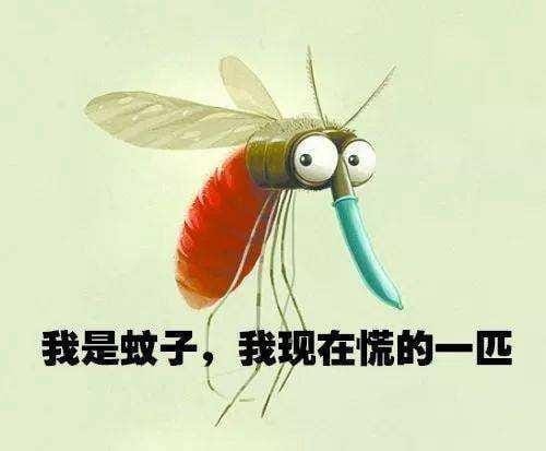 蚊子卵是长什么样子的图片 图解蚊子的一生是怎样度过的