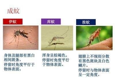 蚊子卵是长什么样子的图片 图解蚊子的一生是怎样度过的