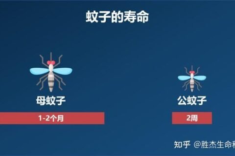蚊子卵是长什么样子的图片 图解蚊子的一生是怎样度过的