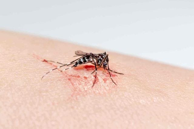 蚊子卵是长什么样子的图片 图解蚊子的一生是怎样度过的