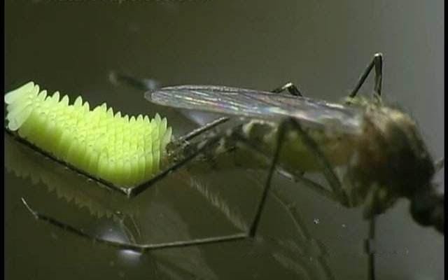 蚊子卵是长什么样子的图片 图解蚊子的一生是怎样度过的