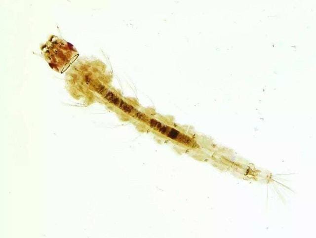 蚊子卵是长什么样子的图片 图解蚊子的一生是怎样度过的