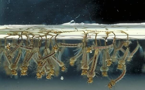 蚊子卵是长什么样子的图片 图解蚊子的一生是怎样度过的