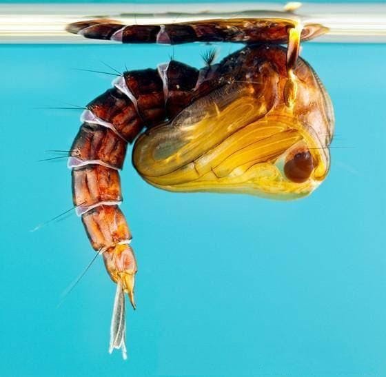 蚊子卵是长什么样子的图片 图解蚊子的一生是怎样度过的