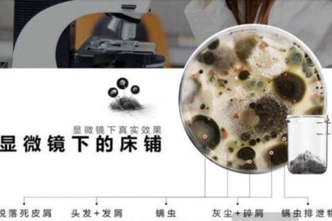 床上被子上的螨虫图片 在显微镜下真实的螨虫是什么样子的图片